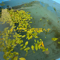 画像513