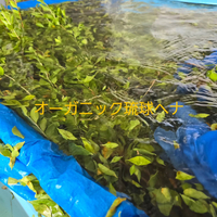 画像514