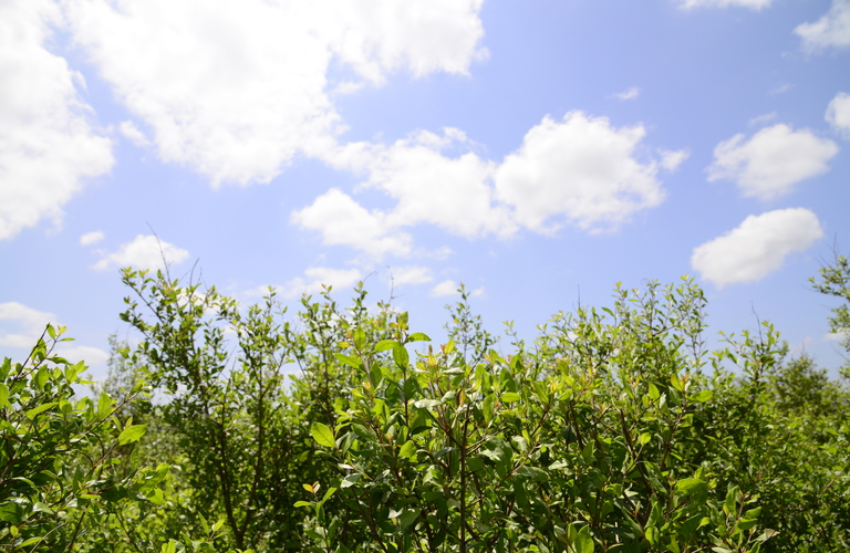 沖縄で育てられている植物染毛料！？株式会社レイ企画