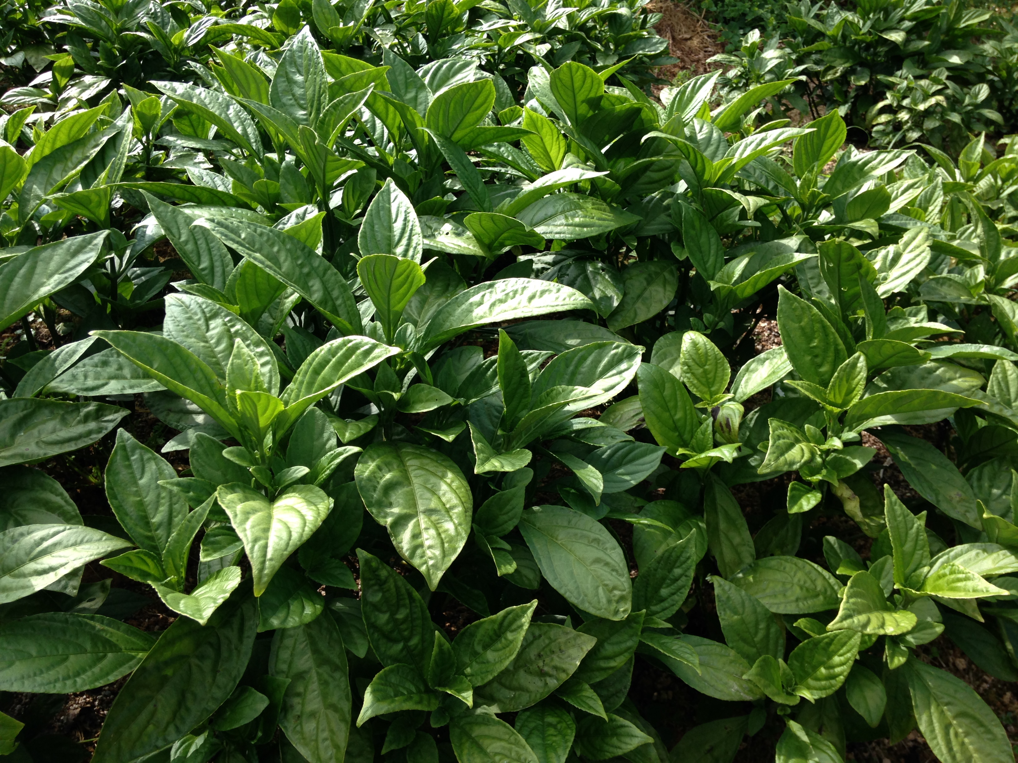 琉球藍を青色染料として用いた唯一の天然染毛料ー琉球藍とは？ 株式